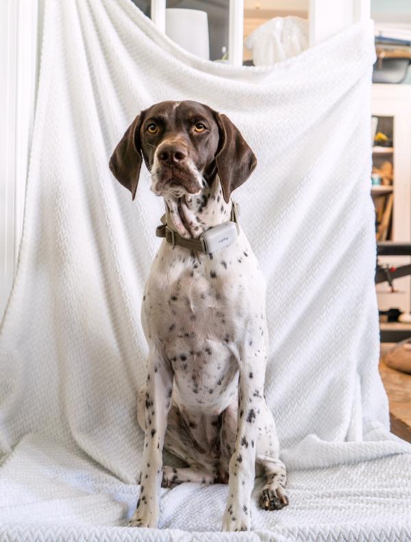 /images/uploads/southeast german shorthaired pointer rescue/segspcalendarcontest2021/entries/21874thumb.jpg